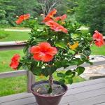 Platone Hibiscus Plant (KH-128)