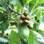 Plantzoin Belliric myrobalan Baheda Terminalia bellirica Bahada Live Plant