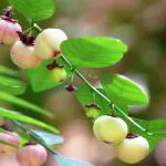 Hug A Plant Japan Cheera / Madhura cheera / Mysore cheera (Sauropus Androgynus) Ornamental/Medicinal Live Plant (Home & Garden)