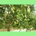 PYANABI all time chok anan mango live plant grafted