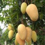 Heaven Of Saplings Mango Plant (Pack of 1)