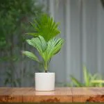 Plantlane Ceramic Plain Cyclinderical Shape Planter/Pot For Plants