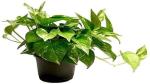 The Entacloo Money Plant Money Plant