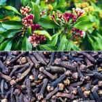PLATONE Clove Plant_clove plant gauf pai(y223