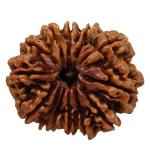 Feel Touch Mart 13 Mukhi Rudraksha Thirteen Faced Original Nepal Beads by Lab Certified with Silver Pendant 13
