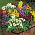 PARYAVARAAN Wall Flower Seeds For Terrace And Belcony Garden pack of 50 seeds