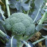 Kechuaa Broccoli Seeds, Non-GMO Broccoli Vegetable Gardening Seeds Pack of 30 Seeds