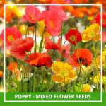 Farmgokart 100 Seed Pack Of POPPY - MIXED Flower Seeds