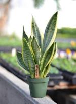Cloud Farm Hybrid Snake Plant - 200 mm CF20681