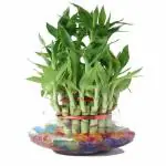 Guuchuu 3 Layers Lucky Bamboo Plant Indoor in Glass Pot (3 Layer Bamboo) with Multi Color jelly