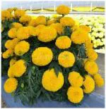 Tamransh Genda,Marigold Seed, 160 Seeds