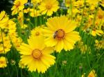 PARYAVARAAN Coreopsis Flower Seeds Double Sunburst Garden Flower Seeds pack of 50 seeds