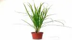 Platone Lemon Grass Plant Imported Lemon Grass Plant Live Chaypatti with Beautiful Black Without Pot.
