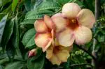 ONLINE PLANT BAZAR ALLAMANDA FLOWER PLANT CREAM COLOUR(PACK OF-1)