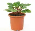 African Violet Saintpaulia lonantha Air Purifying Plant by India Gardening