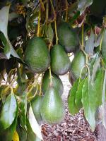 Baishnab Avocado PlantAvokado PlantAVOCADO25