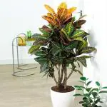Platone Croton Plant (CP217)