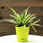 FlowerAura Decorative Air Purifying Spider Variegated Live Indoor Plant In Tapper Vase Pot Showpiece For Living Room, Balcony, Office/Home Decoration & Gifts For Friends, Colleagues And Neighbours.