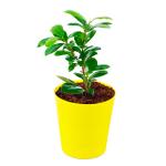 PHULWA Ficus Compacta Live Plant With Yellow Round Plastic Pot