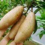 ONLINE PLANT BAZAR ALLTIME THAI LONG CHIKOO/SAPOTA/SAPODILLA FRUIT GRAFTED PLANT(PACK OF-1)