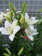 PARYAVARAAN Asiatic Lily Flower Bulbs White Color (10)