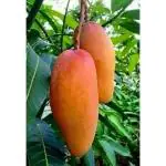 Cloud Farm Thailand banana mango, Thai mango plant, Thailand mango tree, CF_N1_16