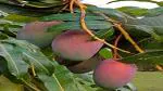 The Entacloo Mango Plant Gardens Live Mango/Aam Sundari Grafted Fruit Plant