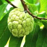 Plantzoin Custard apple Sharifa Annona squamosal Aata Live Plant