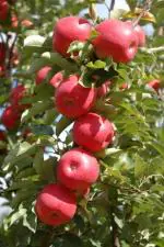 Cloud Farm Kashmiri Apple Grafted Plants Healthy Plant[CF63]