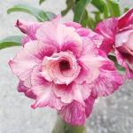 Cloud Farm Hybrid Adenium Plant - 200 mm CF1014