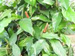ADITYA GREEN PLANTS AGP Green Indian Long Pepper Live Plant in Poly Bag