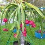 Dishita - Go Green live Dragon Fruit Trees combo 2 plants Outdoor/Indor For Garden and Home