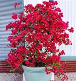 Zomoloco Flower Bougainvillea Hybrid Plant - 110 Mm