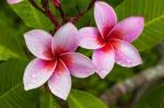 Cloud Farm Hybrid White and Red Plumeria Plant - 200 mm CF29