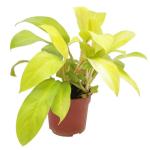 Online Plant Bazar Green Philodendron Live Plant-P2