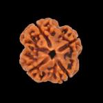 Feel Touch Mart 4 Muhki Rudraksha Four Face Char Mukhi by Lab Certified