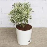 Online Plant Bazar Multicolor Variegated Aralia Live Plant-V3