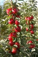 Cloud Farm Hybrid and Kashmiri Apple Plant - 200 mm CF64