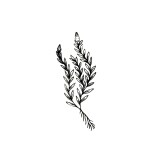 SIMPLY INKED New Piece of Nature Temporary Tattoo, Designer Tattoo for all (New piece of nature tattoo)