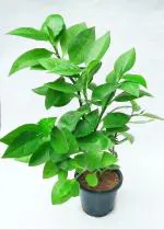 PARYAVARAAN Nagdon Herb Medicinal Outdoor Live Plant With Pot