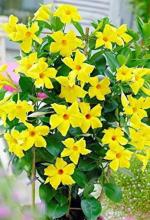 Heaven Of Saplings Mandevilla Plant (Pack of 1)