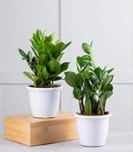 Nurturing Green Zz Plants In White Pots (Set Of 2)