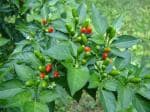 PLATONE Organic Bird Eye Chilli - Kanthari Mulaku, Thai Pepper, Tiny Chilli(Pack Of30 Seeds)
