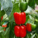 JIGNISHA SEEDS Capsicum (Kutai milakay / Domne Menasina Kayi) Seeds Pack Of 50
