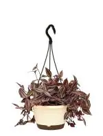 UGAOO Wandering Jew Natural Live Indoor Plant With Hanging Pot