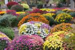Platone Chrysanthemums/ Guldavari PlantCnandramallika PlantCHANDRAMALLIKA PLANT FDSD