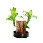 FOBHIYA Lucky Brazil Wood Plant | Healthy Indoor Live Lucky Plant | Feng Shui Plant, Brazilian Wood Plant for Living Room - 1 Plant