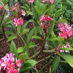 Kapebonavista Lal Gulachin Frangipani Kathgolop Plumeria Rubra Living Plant in Poly Bag