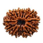 Feel Touch Mart 14 Mukhi Rudraksha Natural Quality Nepal Rudraksha by Lab Certified