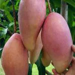 ONLINE PLANT BAZAR ALLTIME JAPANESE SWEET GRAFTED MANGO PLANT(PACK OF-1)